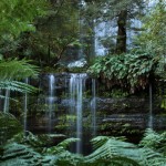 Russel Falls / Tasmanija 2011